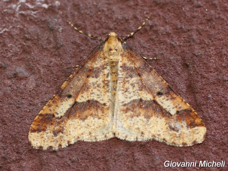 Bella Geometridae da ID - Erannis defoliaria
